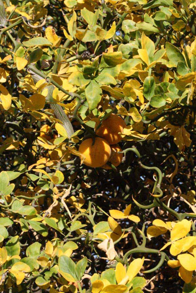              Sun leaves (Riverside, CA)       